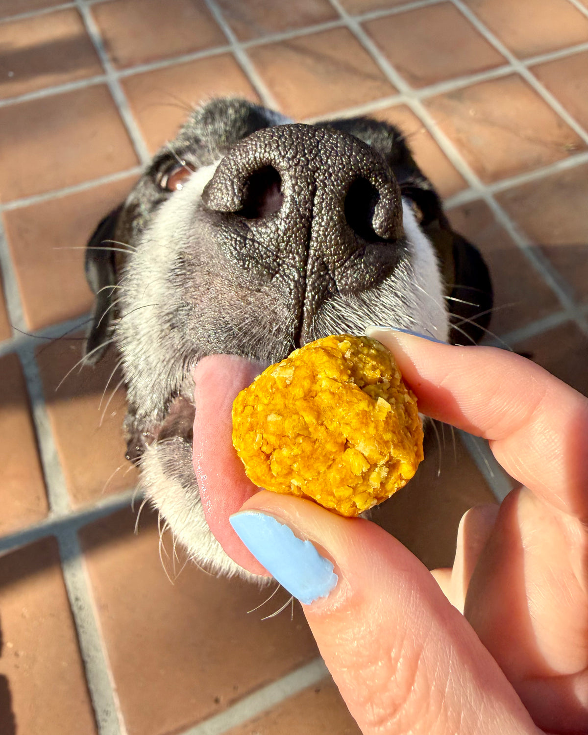 "Boop Bites" Dog Treats